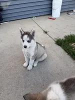 AKC Ace, a male Siberian Husky for sale in Darlington, WI – 6 of 10