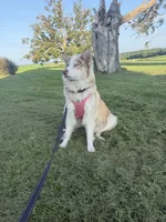 AKC Akamaru, a male Siberian Husky for sale in Darlington, WI – 6 of 6