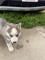 AKC Brooly, a male Siberian Husky for sale in Darlington, WI – 2 of 6