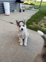 AKC Ace, a male Siberian Husky for sale in Darlington, WI – 5 of 10
