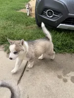 AKC KIRA, a female Siberian Husky for sale in Darlington, WI – 2 of 10