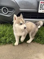 Oslo jr, a male Siberian Husky for sale in Darlington, WI – 10 of 10