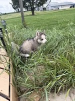 AKC KIRA, a female Siberian Husky for sale in Darlington, WI – 4 of 10