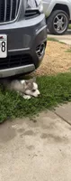 AKC Brooly, a male Siberian Husky for sale in Darlington, WI – 3 of 6