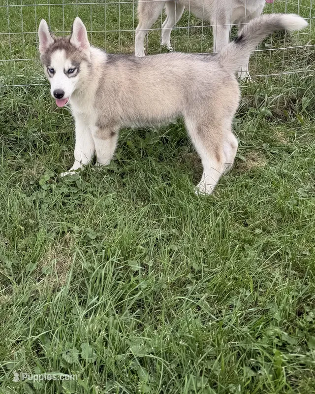 AKC Ace – Siberian Husky puppy for sale in Darlington, WI