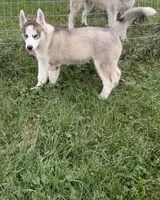 AKC Ace, a male Siberian Husky for sale in Darlington, WI – 1 of 10