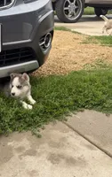 AKC Brooly, a male Siberian Husky for sale in Darlington, WI – 4 of 6