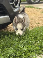 AKC KIRA, a female Siberian Husky for sale in Darlington, WI – 5 of 10
