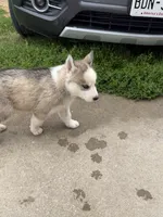 AKC KIRA, a female Siberian Husky for sale in Darlington, WI – 6 of 10
