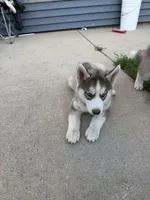 AKC Akamaru, a male Siberian Husky for sale in Darlington, WI – 2 of 6