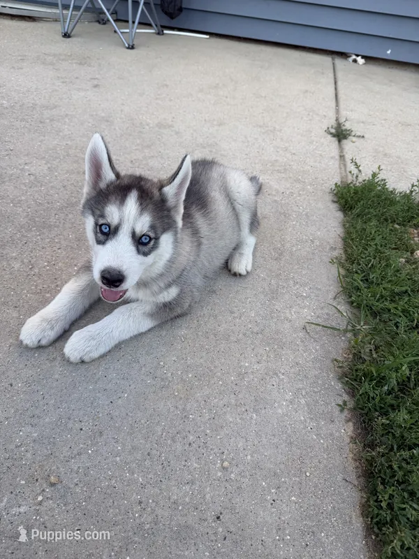 AKC Akamaru – Siberian Husky puppy for sale in Darlington, WI