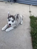 AKC Akamaru, a male Siberian Husky for sale in Darlington, WI – 1 of 6