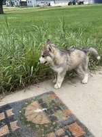 Oslo jr, a male Siberian Husky for sale in Darlington, WI – 4 of 10