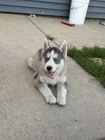 AKC Akamaru, a male Siberian Husky for sale in Darlington, WI – 3 of 6