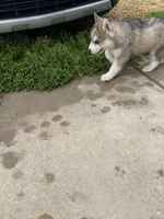 Oslo jr, a male Siberian Husky for sale in Darlington, WI – 5 of 10