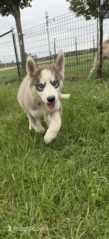 AKC Brooly – Siberian Husky puppy for sale in Darlington, WI
