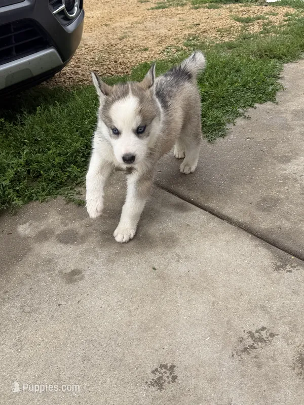 AKC KIRA – Siberian Husky puppy for sale in Darlington, WI