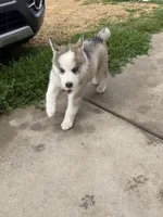 AKC KIRA, a female Siberian Husky for sale in Darlington, WI – 1 of 10