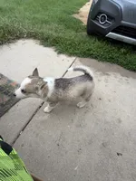 AKC KIRA, a female Siberian Husky for sale in Darlington, WI – 8 of 10