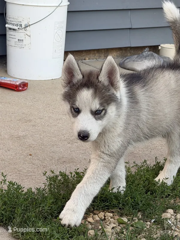 AKC Ace – Siberian Husky puppy for sale in Darlington, WI