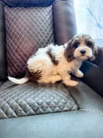 Manchester, a male Cavapoo for sale in Temple, GA – 4 of 10