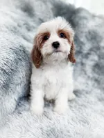 Bullet , a male Cavapoo for sale in Temple, GA – 5 of 9
