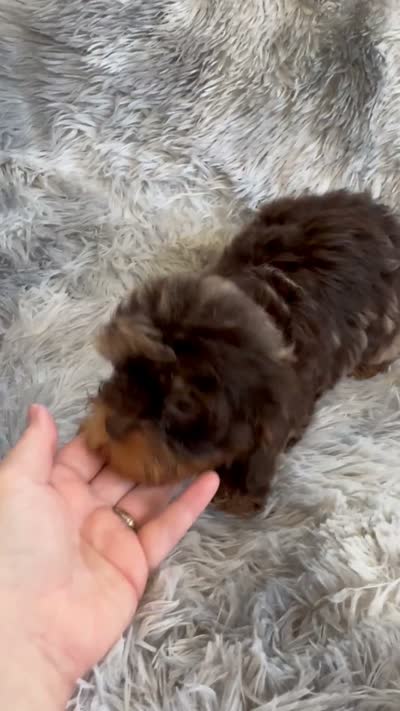 Royal , a male Cavapoo for sale in Temple, GA – 9 of 10