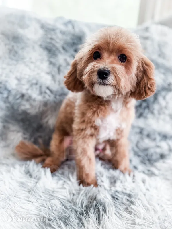 Merlin – Cavapoo puppy for sale in Temple, GA