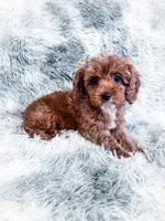 Teagan, a female Cavapoo for sale in Temple, GA – 2 of 7