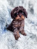 Royal , a male Cavapoo for sale in Temple, GA – 7 of 10