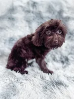 Canary, a female Cavapoo for sale in Temple, GA – 6 of 8