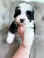 Etch - Mini Sheepadoodle, a male Sheepadoodle for sale in Temple, GA – 2 of 3