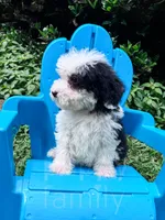 Slinky - Mini Sheepadoodle, a male Sheepadoodle for sale in Temple, GA – 5 of 9