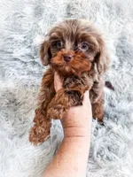 Primo, a male Cavapoo for sale in Temple, GA – 2 of 10