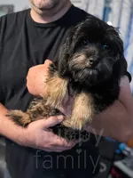 Grove , a male Cavapoo for sale in Temple, GA – 7 of 8