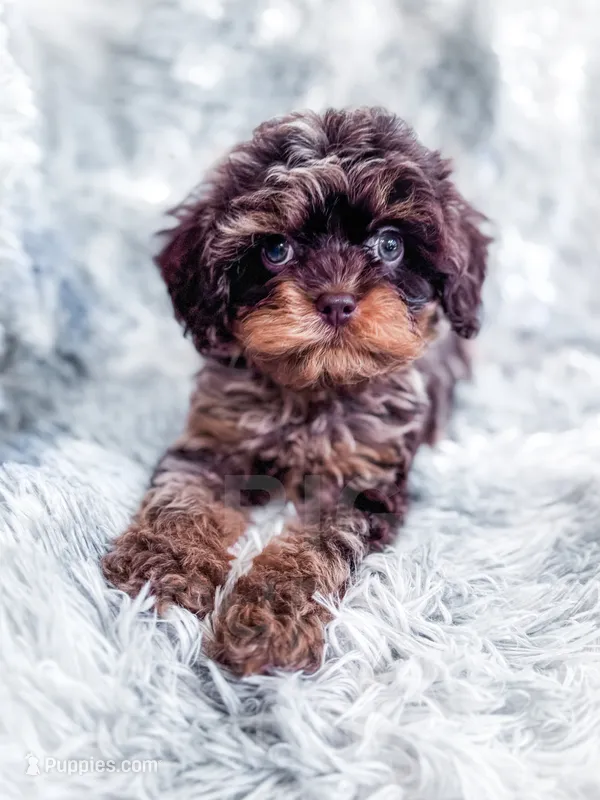Royal , a male Cavapoo for sale in Temple, GA – 1 of 10