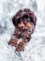 Royal , a male Cavapoo for sale in Temple, GA – 1 of 10