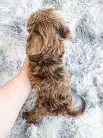 Primo, a male Cavapoo for sale in Temple, GA – 7 of 10
