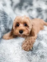 Sunkist, a female Cockapoo for sale in Temple, GA – 4 of 5