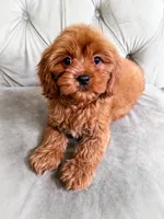 Grapefruit, a male Cavapoo for sale in Temple, GA – 3 of 6