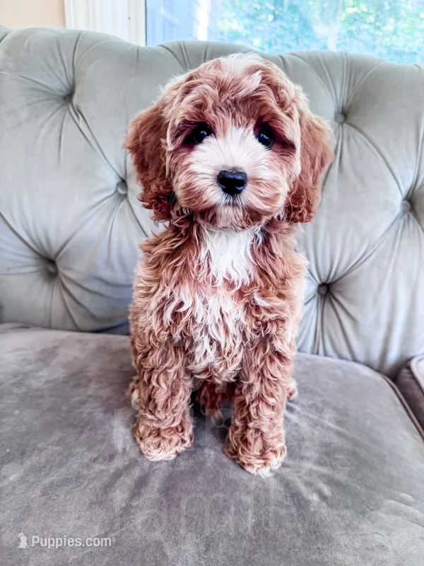 Slice - Mini – Cockapoo puppy for sale in Temple, GA