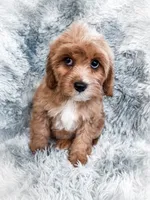 Scott, a male Cavapoo for sale in Temple, GA – 8 of 8