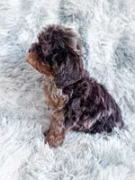 Royal , a male Cavapoo for sale in Temple, GA – 5 of 10