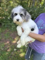 Rubiks - Mini Sheepadoodle, a male Sheepadoodle for sale in Temple, GA – 1 of 10