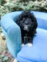 Lichinga, a female Cavapoo for sale in Temple, GA – 3 of 9