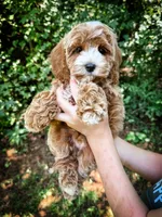 Slice - Mini, a male Cockapoo for sale in Temple, GA – 2 of 6
