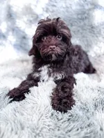 Ripple, a male Cavapoo for sale in Temple, GA – 5 of 6