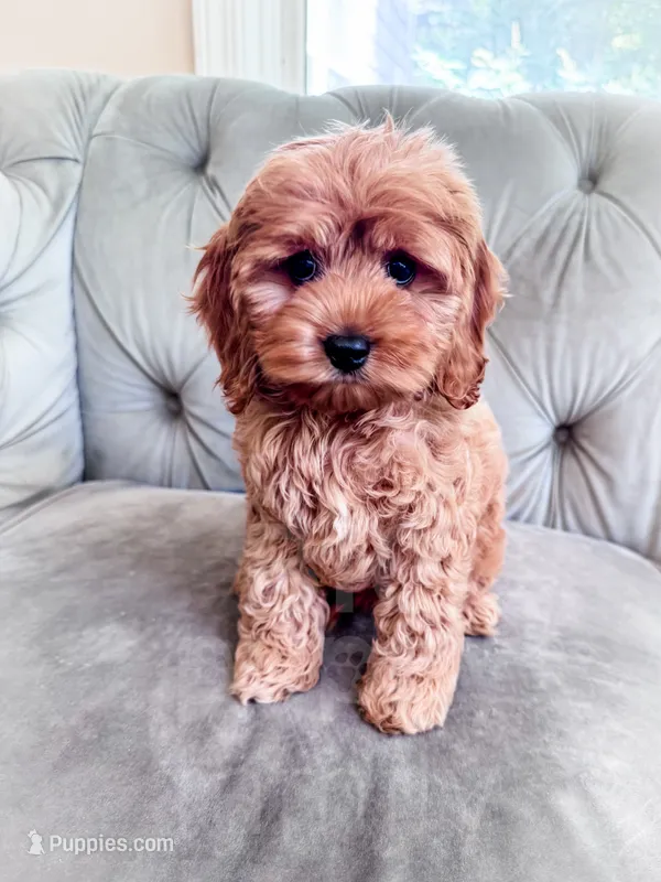 Fanta  – Cockapoo puppy for sale in Temple, GA