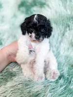 Nampula, a male Cavapoo for sale in Temple, GA – Photo 7 of 10