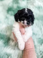 Nampula, a male Cavapoo for sale in Temple, GA – Photo 2 of 10